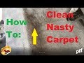 AMAZING Way To SUPER CLEAN The NASTIEST Carpet !